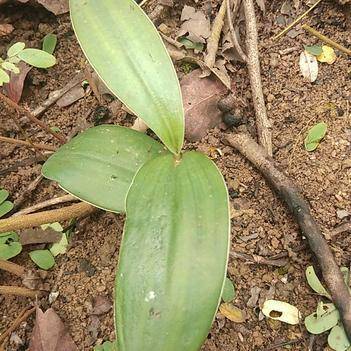 農(nóng)產(chǎn)品批發(fā)供應(yīng)商楊阿榮 - 惠農(nóng)網(wǎng)電腦版