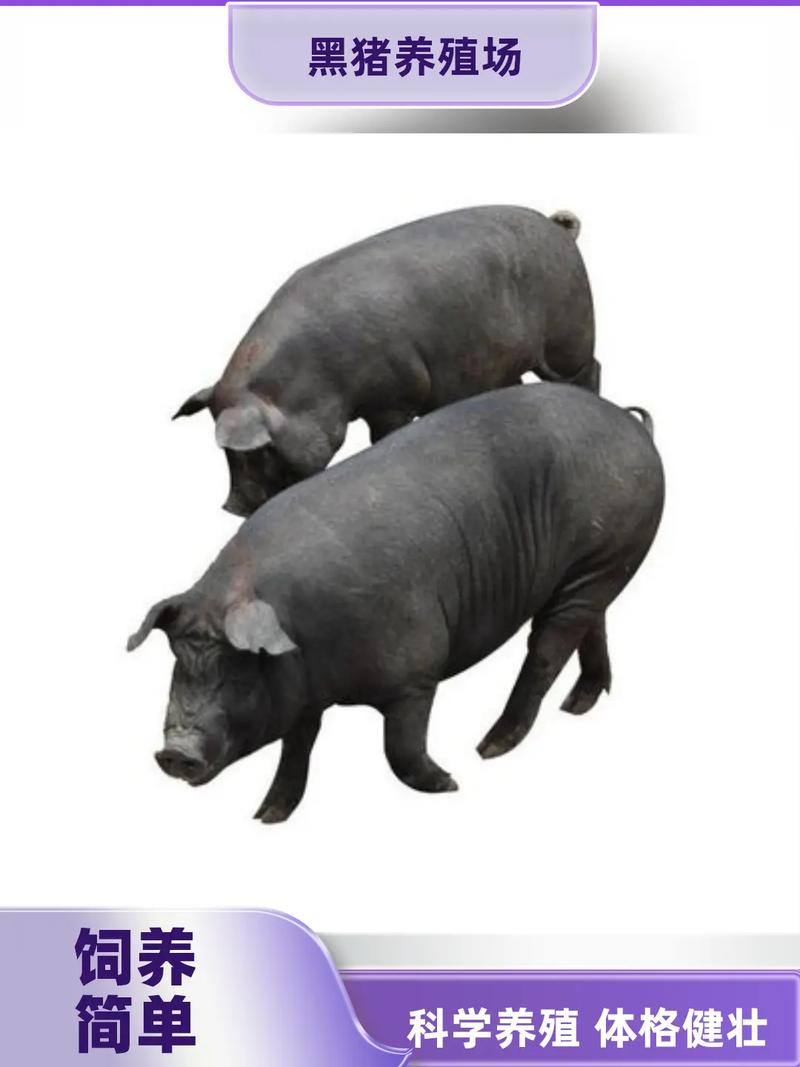 黑豬批發市場分析 以隆林黑豬為例探討肉質優勢與市場前景